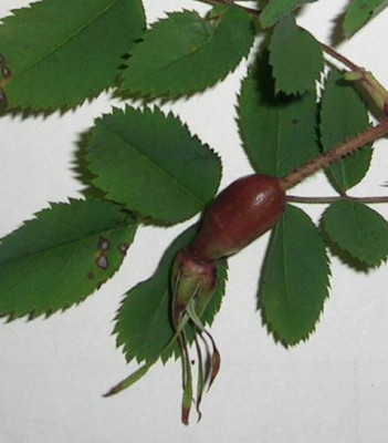 DSCN1924.jpg