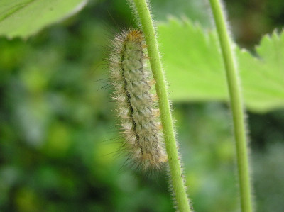 Raupe-OI-2.jpg