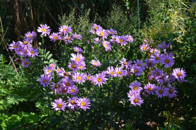 Aster_amellus-Sonia.19-3.jpg