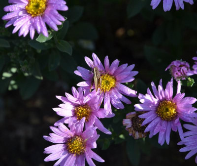 Aster_amellus-Sonia.19-2.jpg
