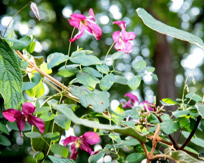 Cl.SoIMG_0328jpg.jpg