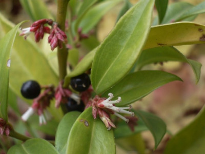 Sarcococca_orientalis.JPG