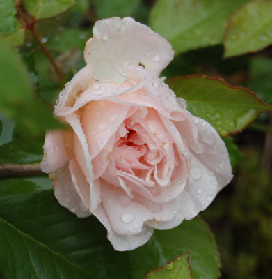 Gruss_an_Aachen__X0010__S1_9548.jpg