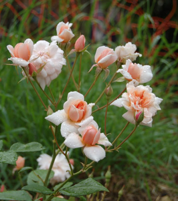 Perle_dOr__X0010__H_9581.jpg