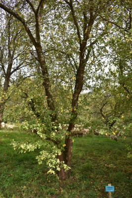 Obstlehrpfad dürnau ackermannpflaume 002.JPG