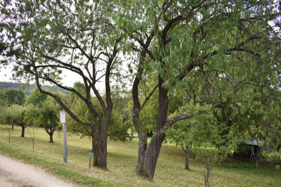 Obstlehrpfad dürnau ackermannpflaume 023.JPG