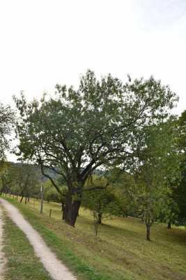 Obstlehrpfad dürnau ackermannpflaume 025.JPG