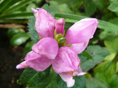 Chelone Lyonii ´Hot Lips´ Lyons Schlangenkopf.jpg