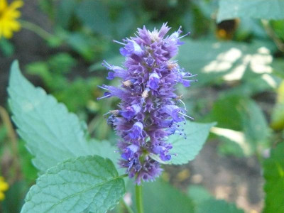 Agastache (Duftnessel).jpg