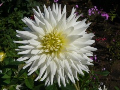 Dahlie 5.jpg