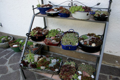 Sempervivum0207.jpg