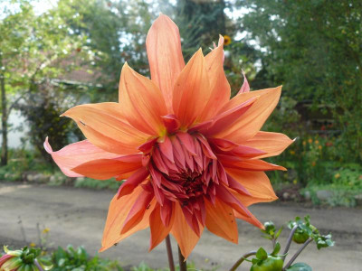 Dahlie 9.jpg