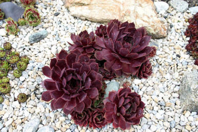 Sempervivum0607.jpg