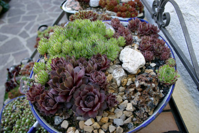 Sempervivum0307.jpg