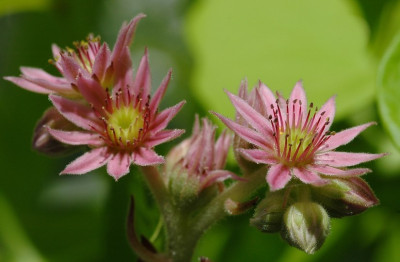 Sempervivum_1_19-06-2007.jpg