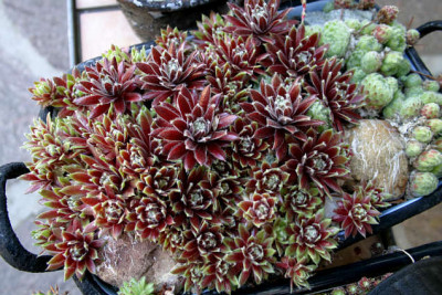 Sempervivum0407.jpg