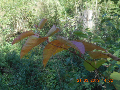 DSCN9981.jpg