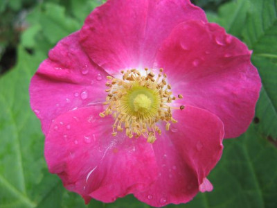rosa-arkansana.jpg