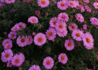 IMG_20190921_120407.jpg