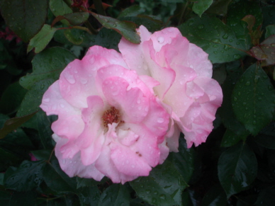 Matilda_0607-2.jpg