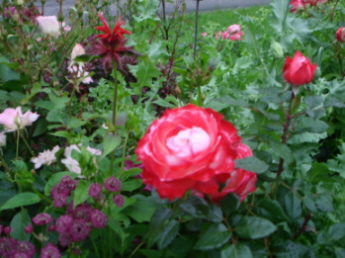 Rotes_Beet_0607.jpg