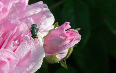 Fliege-auf-Rose.jpg