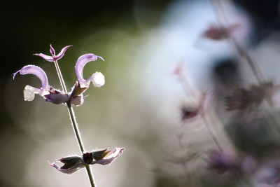 Salvia-sclarea-im-Abendlich.jpg
