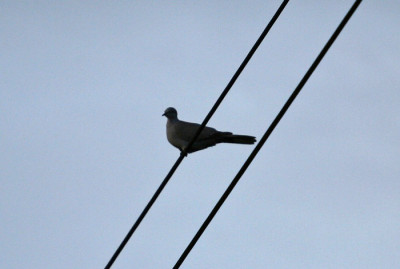 Taube-auf-Strommast.jpg
