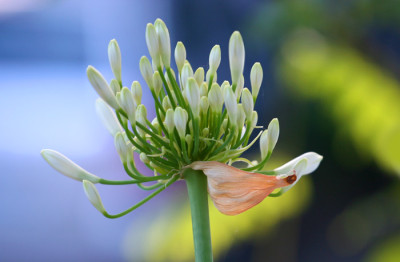 Agapanthus-wei-1.jpg