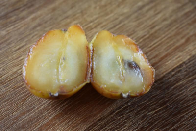 speierlingsfrucht,feige blattflecken 001.JPG