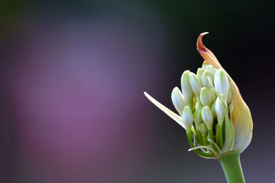 Agapanthus-wei-2.jpg