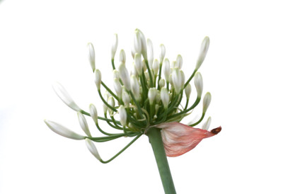 Agapanthus-wei-3.jpg