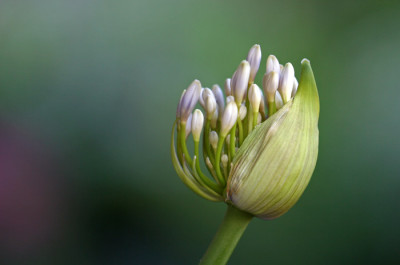 Agapanthus-wei-4.jpg