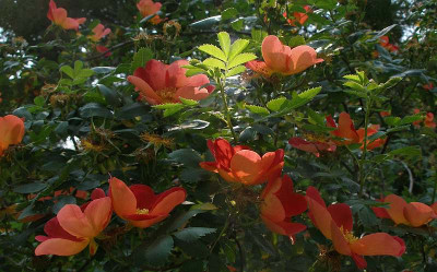 rosa_foetida_Bicolor_Rosarium_Baden_bei_Wien_2007-05-21.jpg