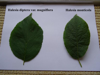 Halesia blad vergelijking.jpg