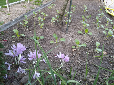 Pak Choi 19919.jpg