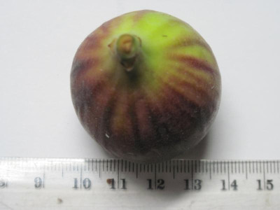 Feige Osborn Profilic 250919_0693.JPG