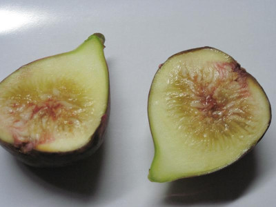 Feige Osborn Profilic 250919_0694.JPG