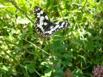 Schachbrett.24.06.2007.JPG