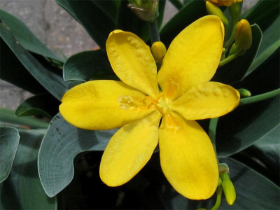Iris-dom.-Hello-Yellow2.jpg