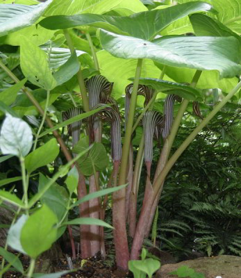 IMG_2989_eArisaema_fargesii.JPG