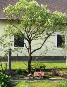 Flieder_2006.JPG