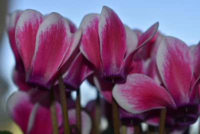 feigen bartblume alpenveilchen 017.JPG