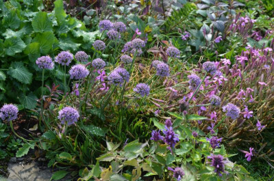 Allium_senescens_glaucum.17-1.jpg