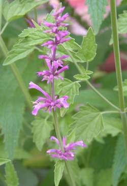 Agastache_mollis1.jpg