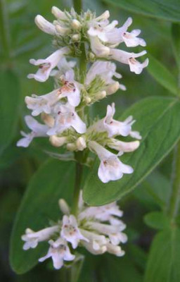 Penstemon_confertus3.jpg