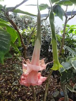 Dalen's Pink Amour.JPG