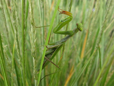 Mantis28.09.2019.jpg