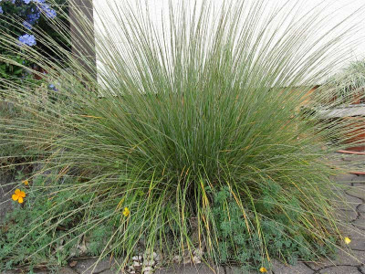 Muhlenbergia--dubia.jpg
