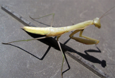 Mantis2019.07.23.jpg